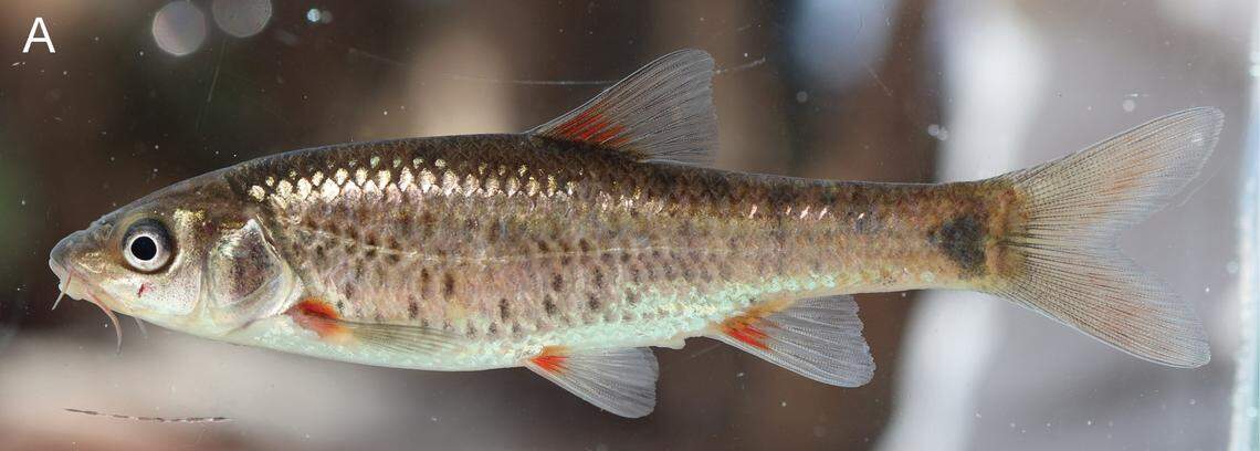 A Pseudobarbus agulhas, or the Agulhas redfin.
