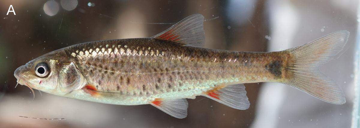 A Pseudobarbus agulhas, or the Agulhas redfin.
