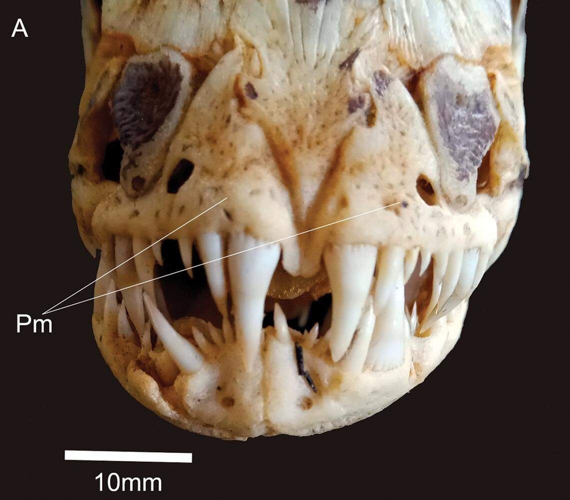 The teeth of a Hoplias maranhensis, or Maranhão trahira.