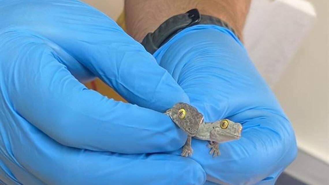 A cargo company opened a package and found lizards in the process of being smuggled out of Australia, police said. A 19-year-old man was arrested.