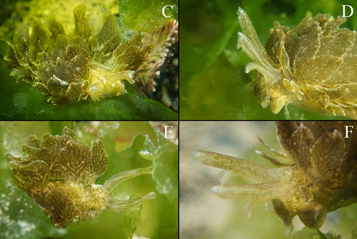 Several views of the Caliphylla mediterranea sea slug seen at Passetto Beach.
