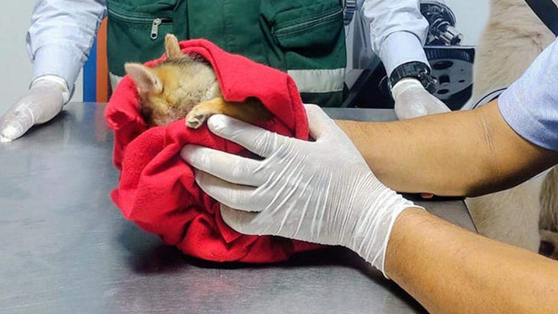 A person holds the Sechuran desert fox rescued in Piura, Peru.