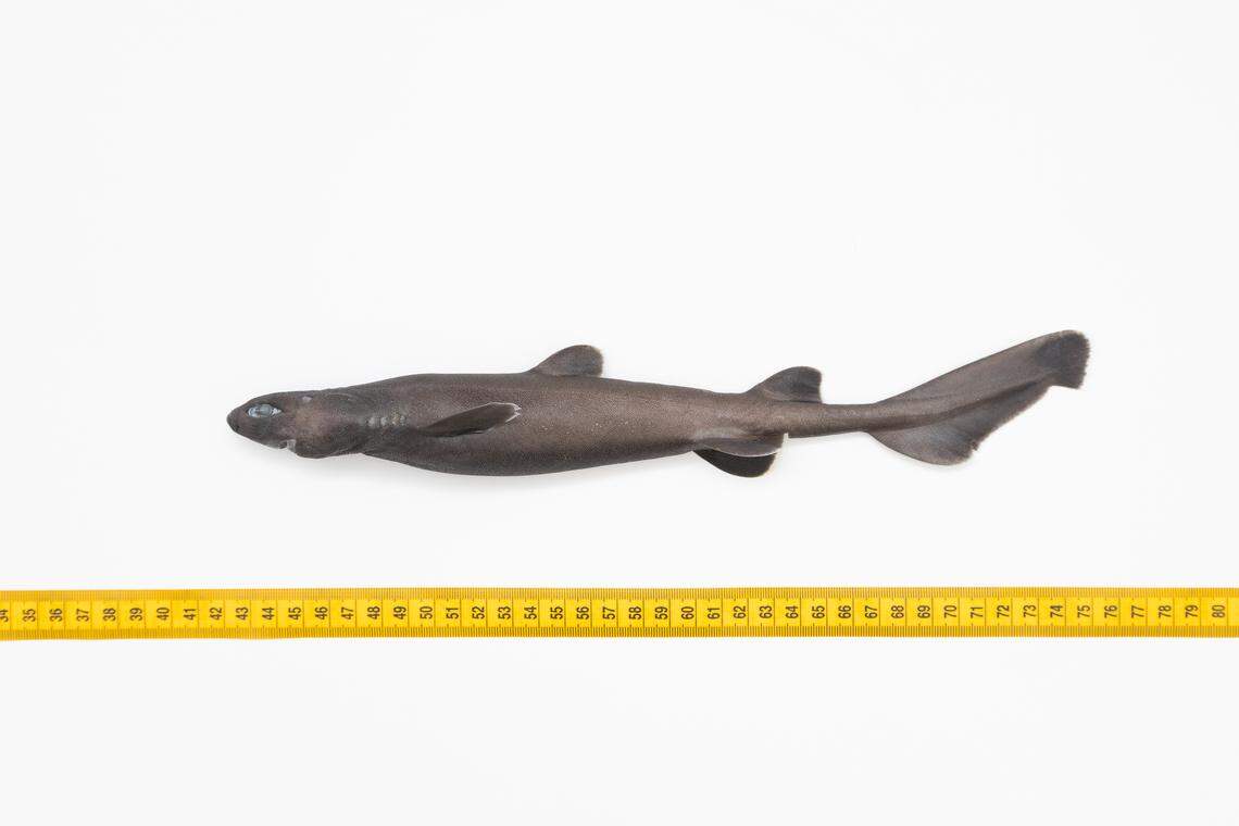 The baby kitefin shark caught off Vlorë, Albania.