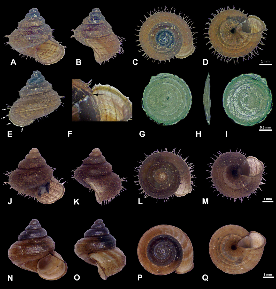 As the snails mature, they appear to lose the thick hairs on their shells, according to researchers.