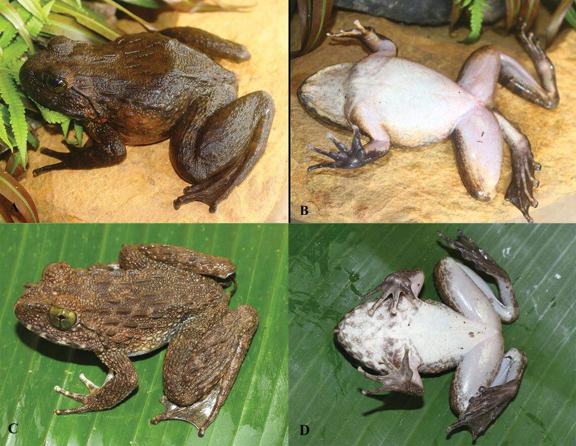 Two Quasipaa binhi, or Binh’s spiny frogs, seen from above and below.