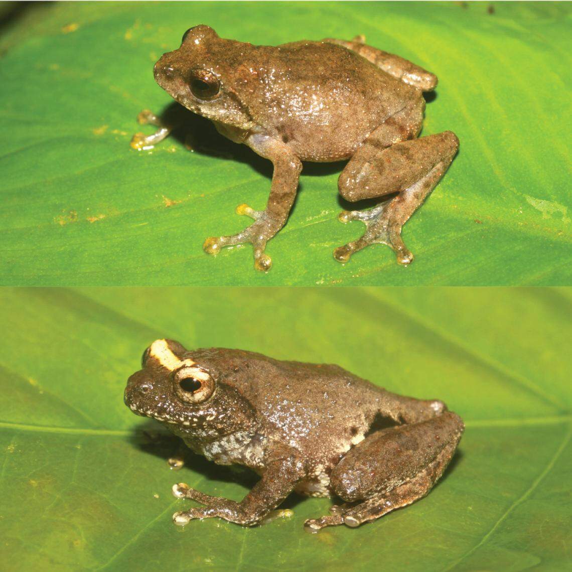 Several Raorchestes kempiae frogs seen in Meghalaya.