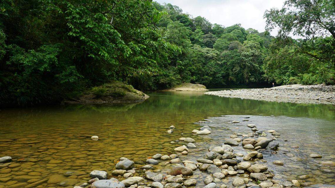 Scientists found a gray animal with a white “collar” in the Amazon River basin and discovered a new species. Photo shows a representative area of Colombia.
