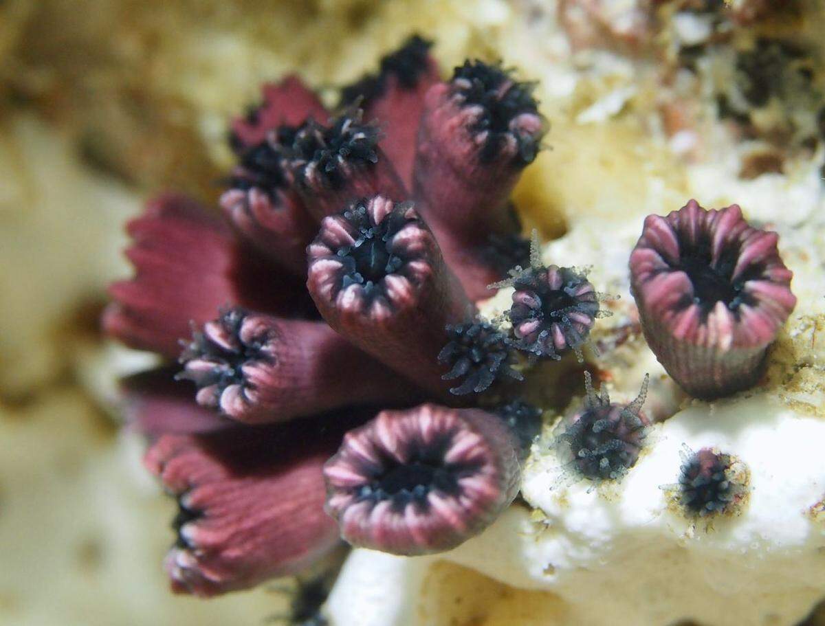 Research divers rediscovered Rhizopsammia wellingtoni, a rare coral species, 24 years after its last sighting in the Galápagos, according to the California Academy of Sciences.