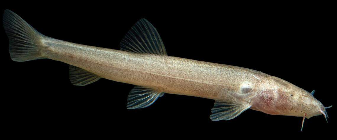 A Claea scet, or SCET stone loach, in an aquarium.
