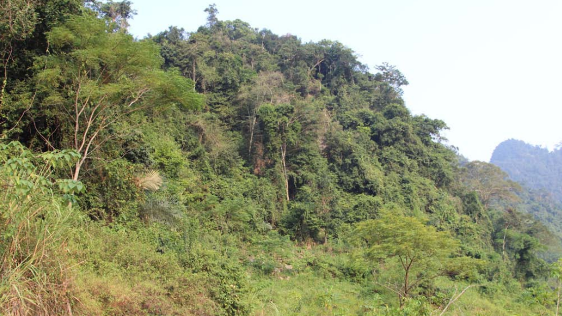 Scientists found a “bronze,” striped animal with a “window” in its eyelid in a forest of Vietnam and discovered a new species, a study said.