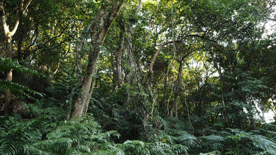 Researchers used a method called “fogging” to reveal the eight new species hidden in the canopy of the Xishuangbanna forest, according to a study.