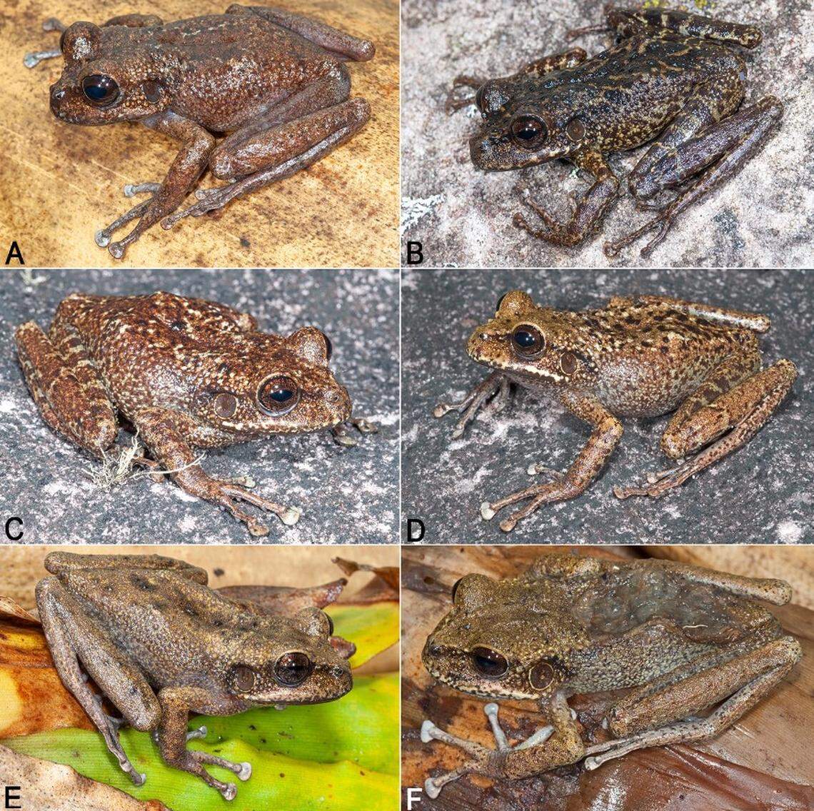 The variation of Stefania imawari, including a female with a “glutinous patch” (F).