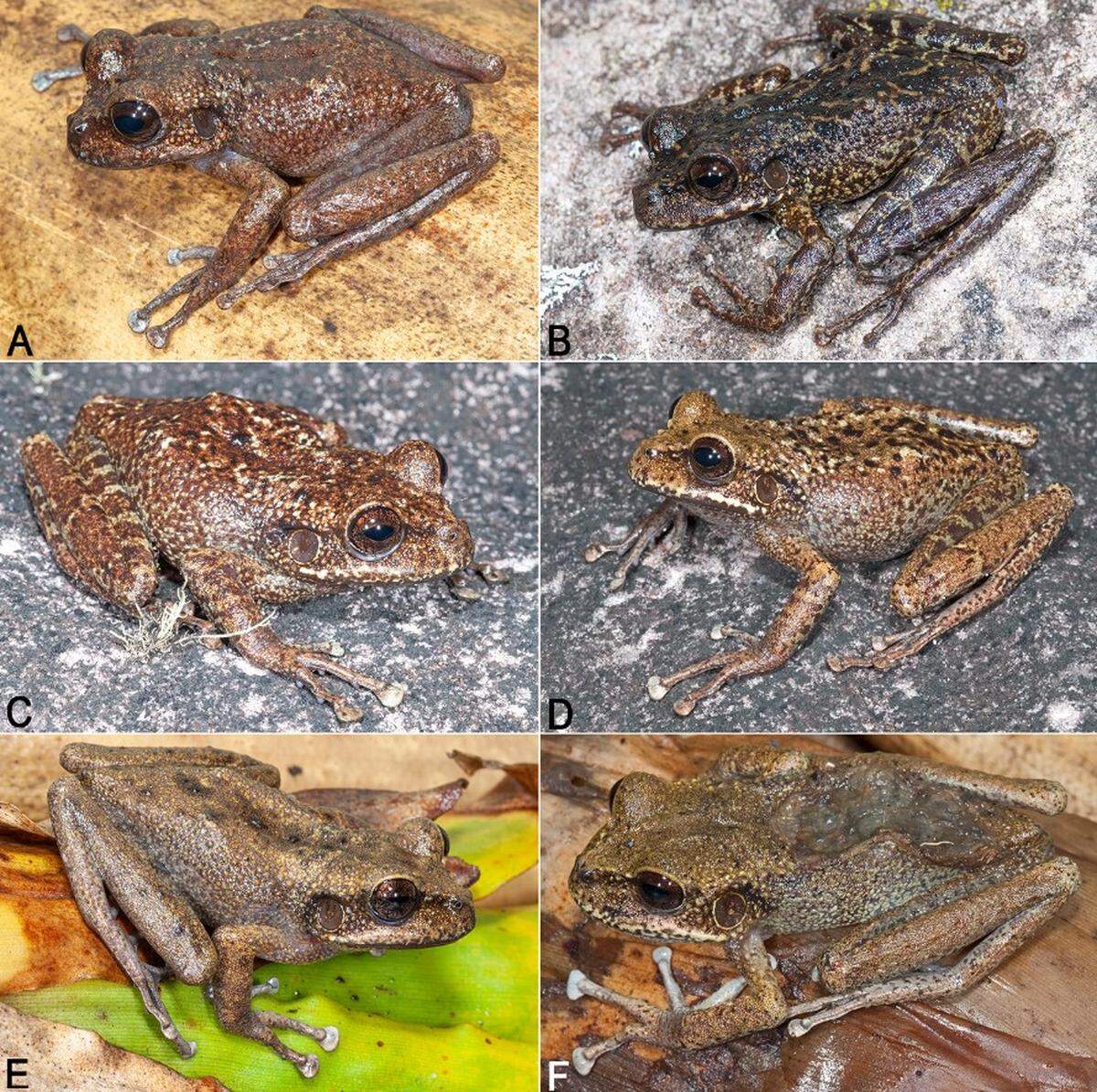 The variation of Stefania imawari, including a female with a “glutinous patch” (F).
