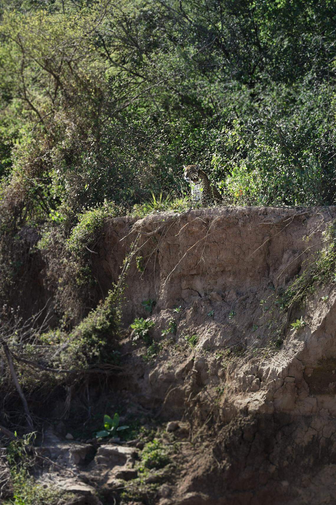 The female jaguar Nalá as seen at El Impenetrable National Park in July.