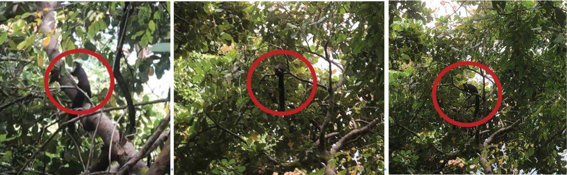 Several giant black squirrels, or Ratufa bicolor, seen on Ko Pha Ngan.
