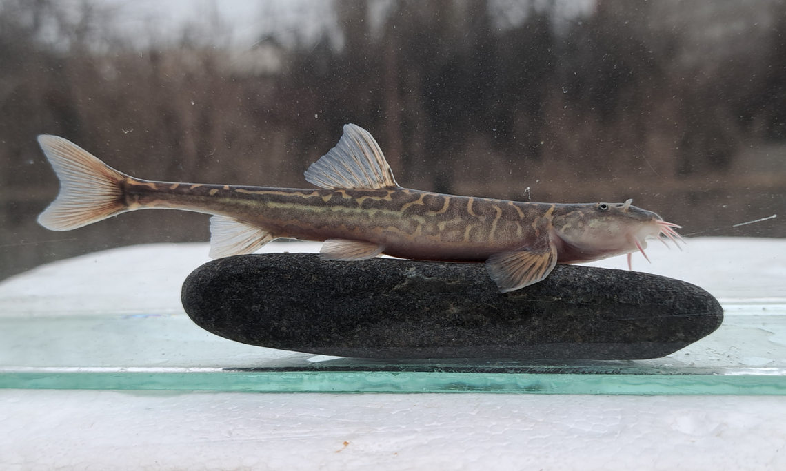 A Dzihunia pseudoamudarjensis, or false stone loach.