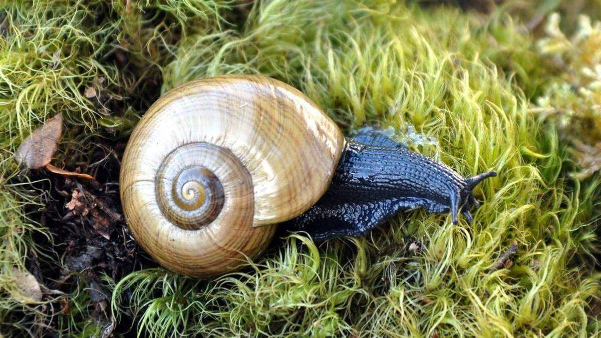 Over time, due to a lack of preferred vegetation, possums learned to prey on giant land snails in New Zealand’s mountains, experts said.