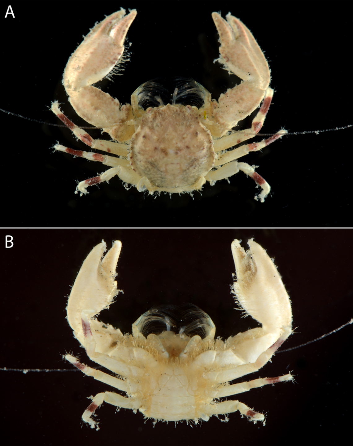 The new species of crab, Enosteoides habibi, seen from the top and bottom.