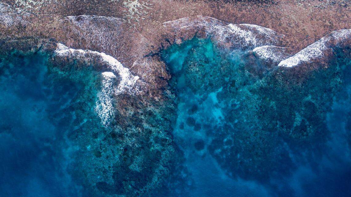 The new species belongs to the same family as seahorses and sea dragons.