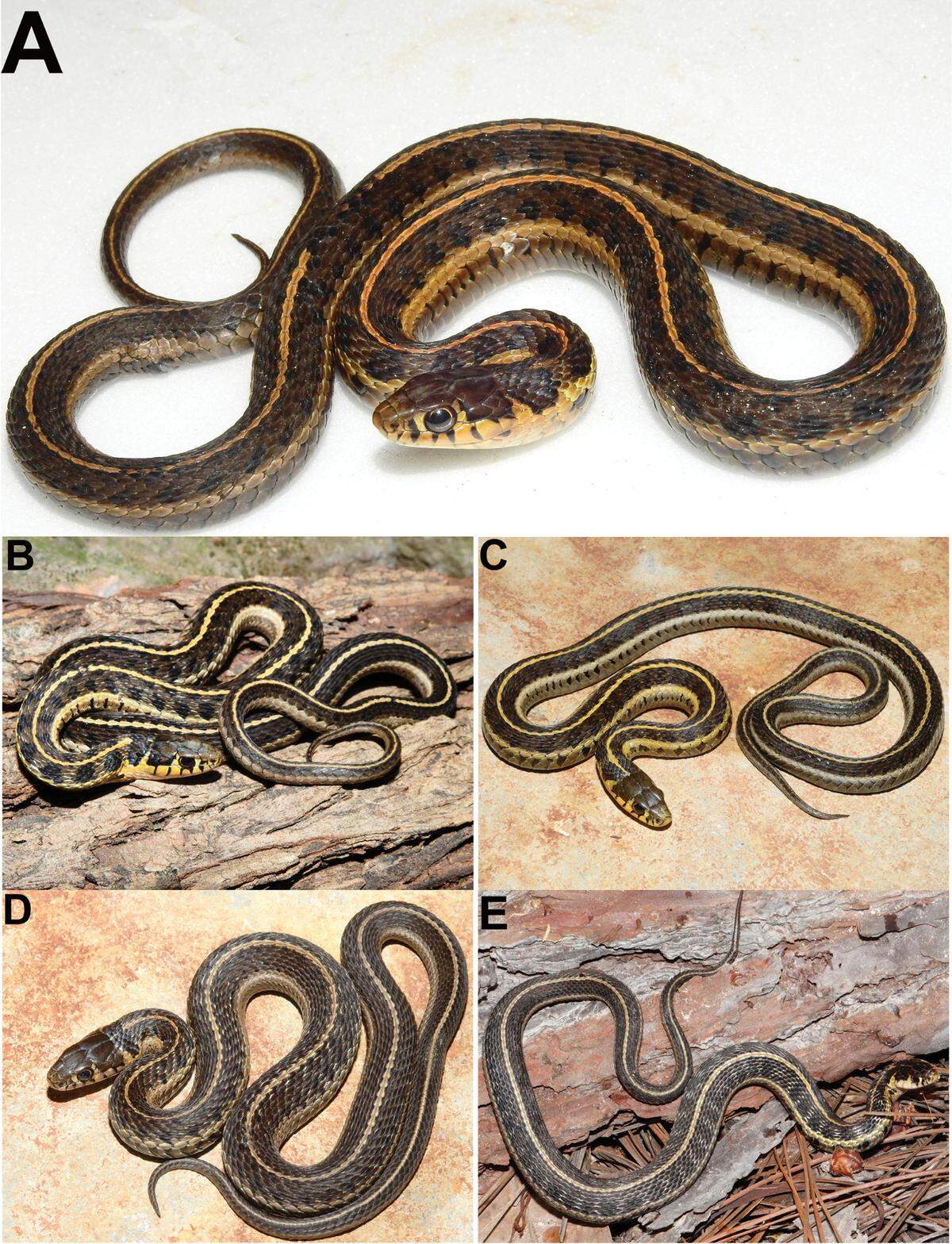 Several Thamnophis ahumadai, or Ahumada’s alpine garter snakes.