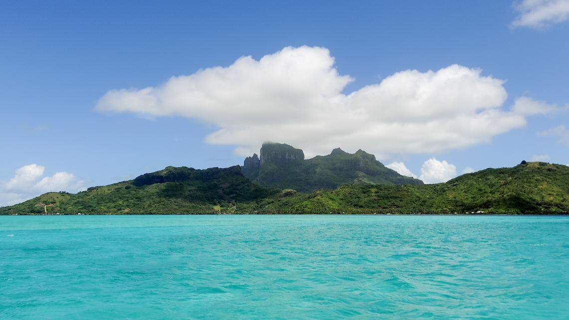 Scuba diving scientists found sea creatures with “spaghetti”-like tentacles on coral reefs of Polynesia and discovered a new species, a study said.