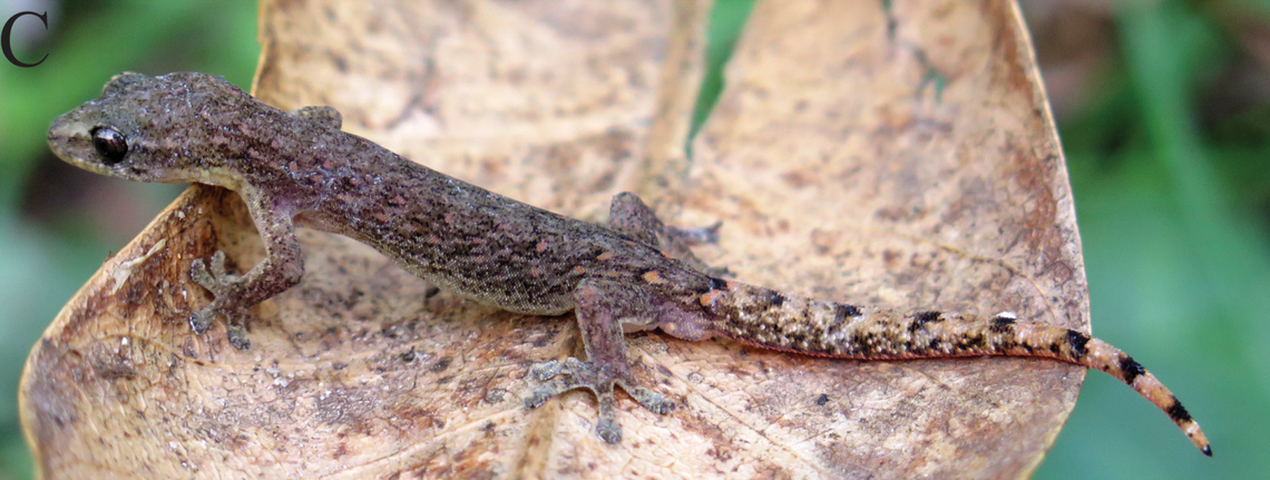 Another male Hemiphyllodactylus xiengkhouangensis, or Xiengkhouang slender gecko.