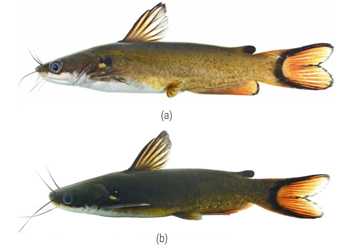 Two Horabagrus obscurus, or obscure Western Ghats catfish.