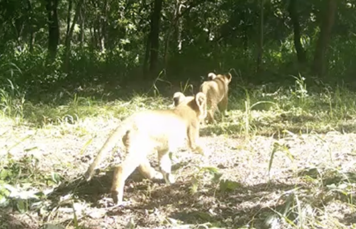 The first and second lion cubs seen at Bamingui-Bangoran National Park in July.