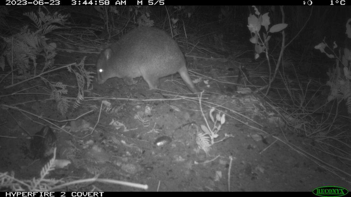 Forest officials debated the existence of the “mythical” potoroo in an Australian state for decades then the animal appeared on trail cameras.