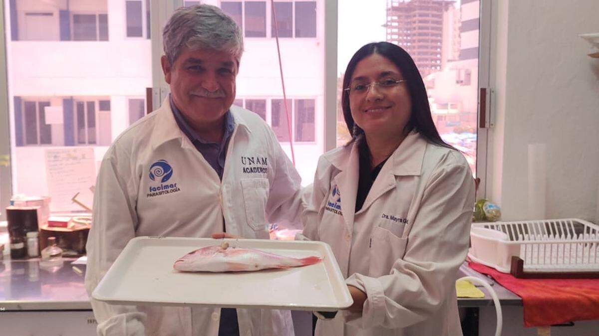 Anglers and scientists found “tongue-eaters” parasites in the mouths of fish off Mexico and discovered a new species, a study said.