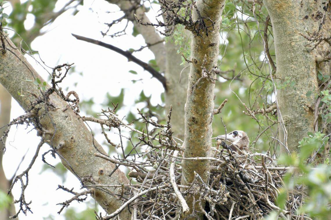 The hooded vulture chick seen in KwaZulu-Natal.