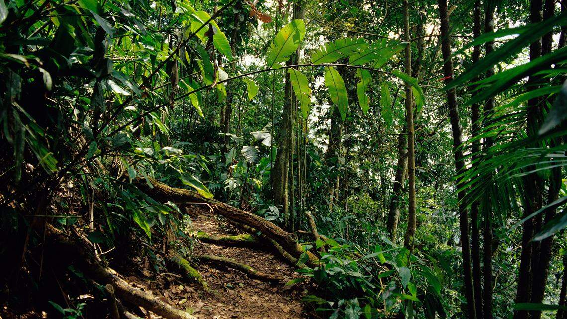 Scientists found a tiny creature with a “cone-shaped” head on a forest trail in the Paria Peninsula and discovered a new species.