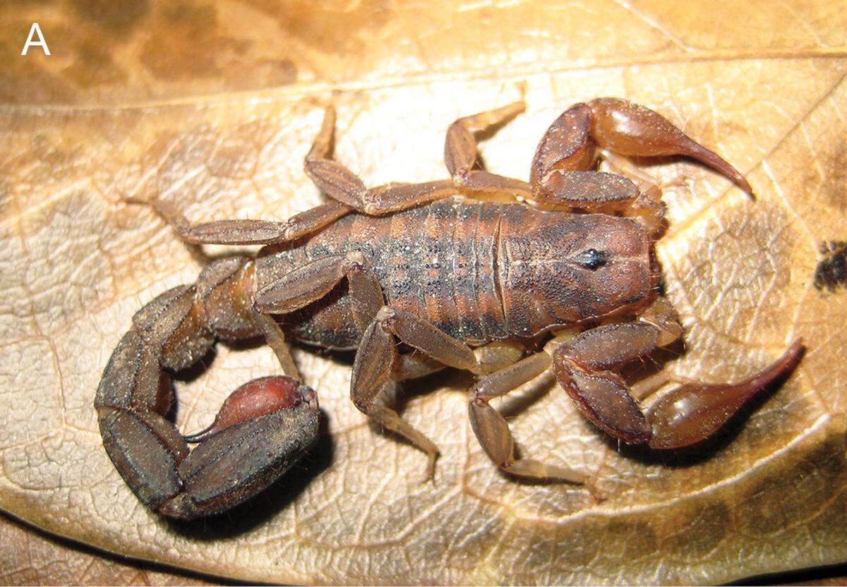 A female Mesomexovis caxcan, or Caxcan scorpion.