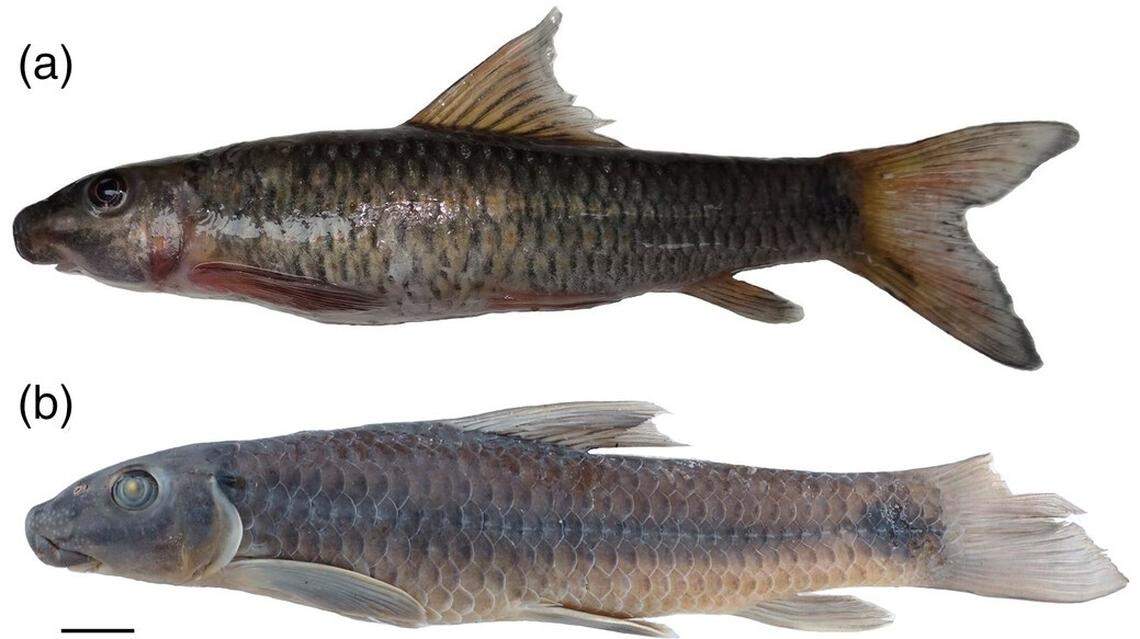 A Labeo niariensis, or Niari carp.