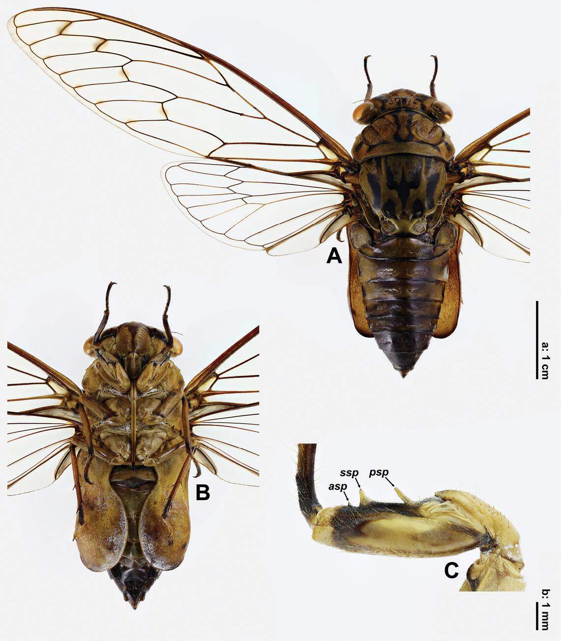 The new species has a “spoon-shaped” shell covering an organ used for hearing on the cicada’s abdomen.