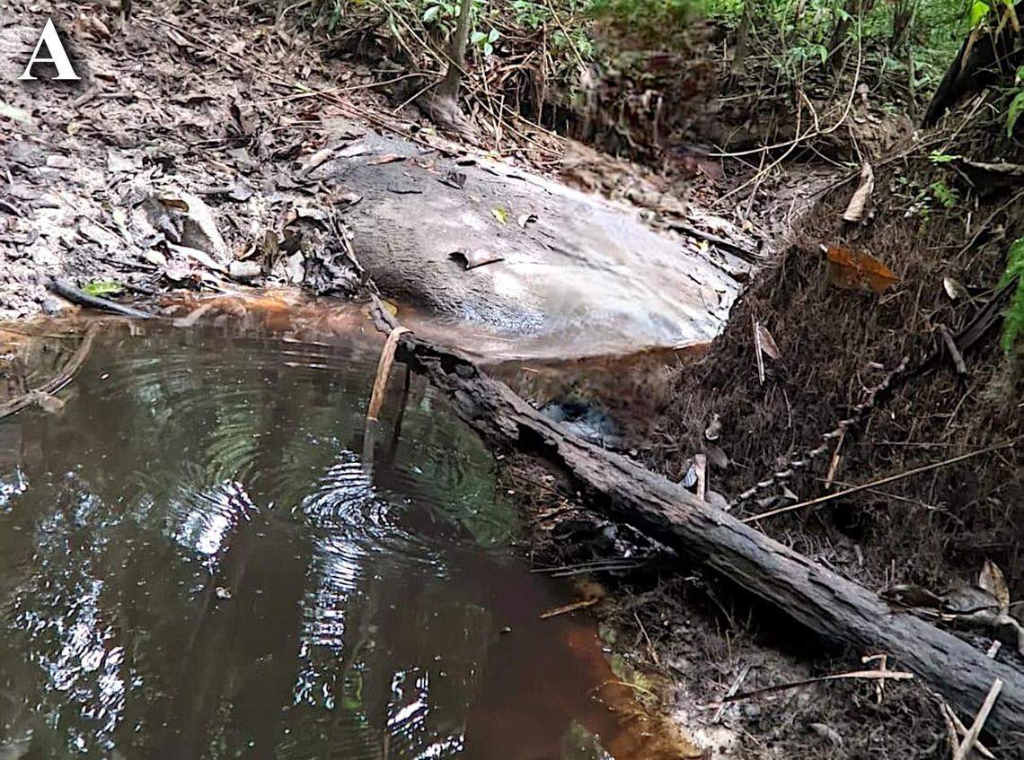 A natural habitat of Osteogaster oharai, or Ohara’s armored catfish, in Mato Grosso, Brazil.