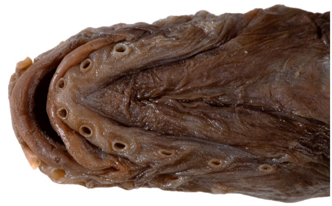 The underside of the head of an Ophthalmolycus kosmonautis, or Cosmonauts Sea eelpout.