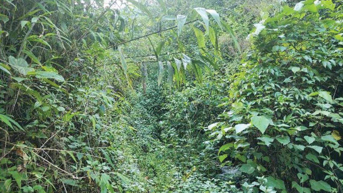 Scientists in Yunnan found a small animal with an “X-shaped” marking on its back and discovered a new species, a study said.