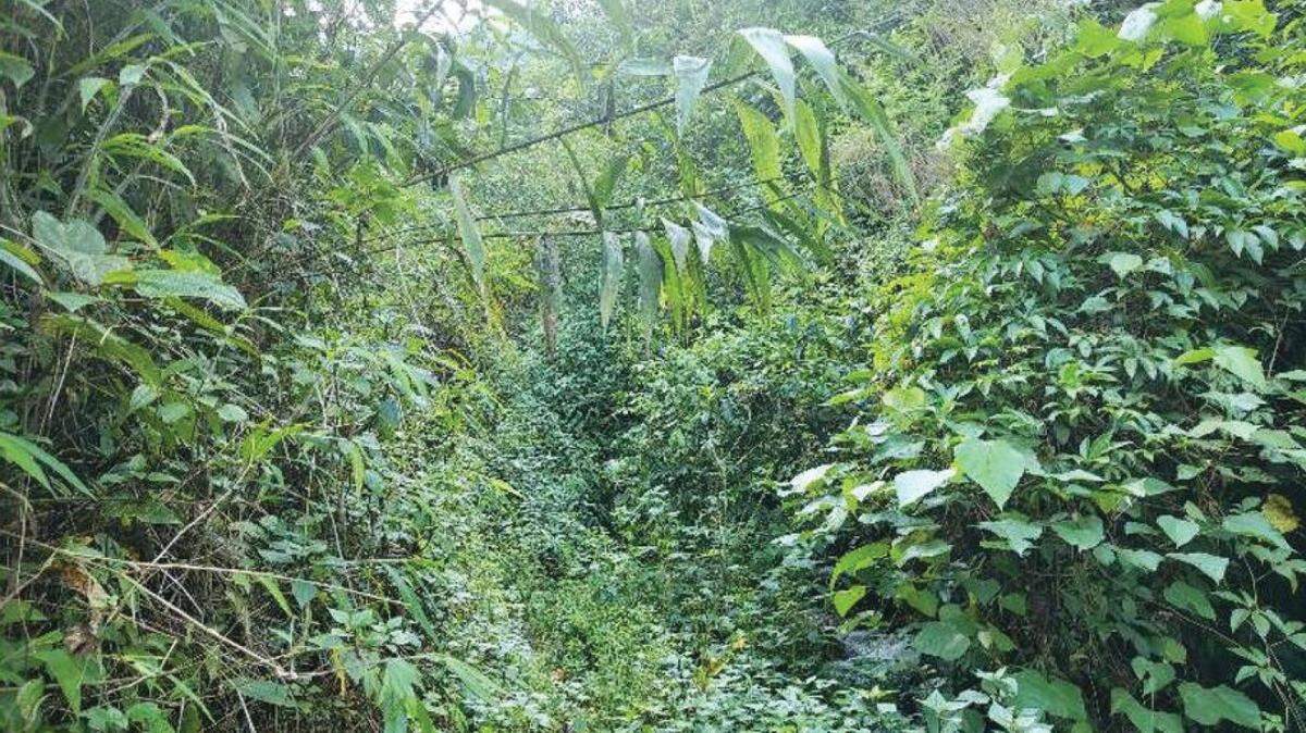 Scientists in Yunnan found a small animal with an “X-shaped” marking on its back and discovered a new species, a study said.