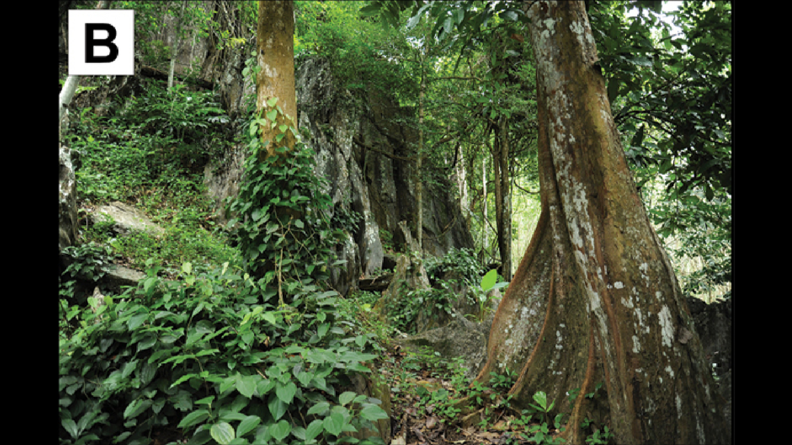 Scientists found golden-eyed and jade-eyed animals in Thailand and discovered two new species, a study said.