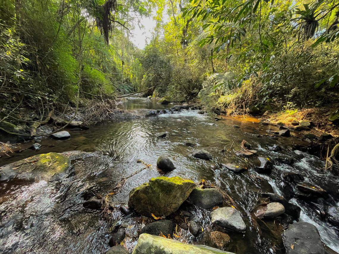 Scientists found an “armored” creature with “copper”-colored teeth in mountain rivers of Brazil and discovered a new species, a study said.