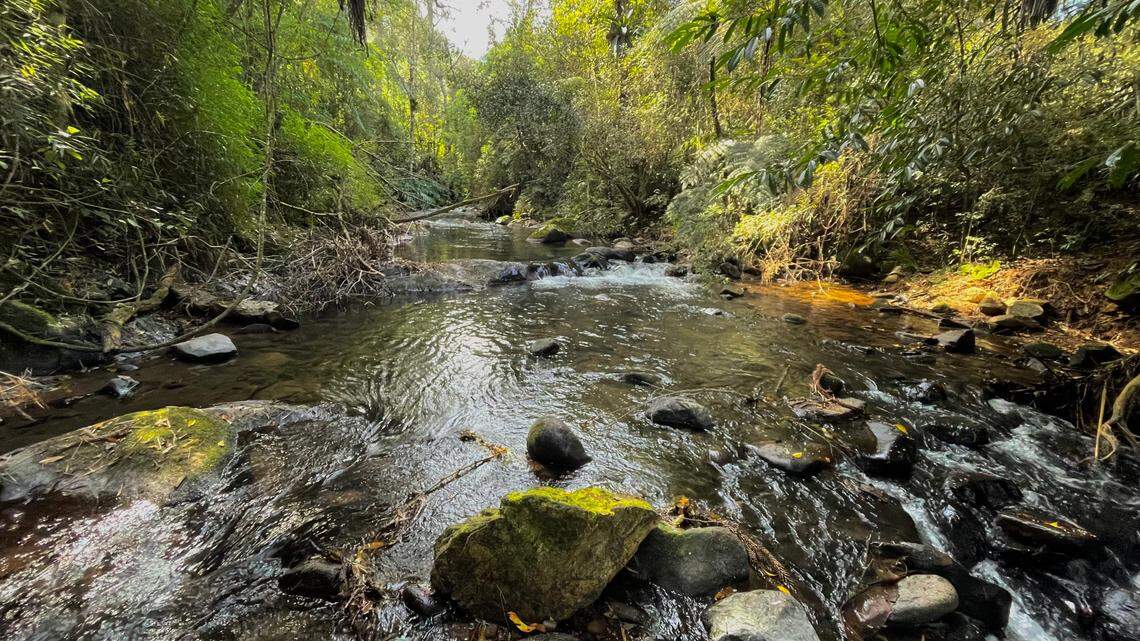 Scientists found an “armored” creature with “copper”-colored teeth in mountain rivers of Brazil and discovered a new species, a study said.