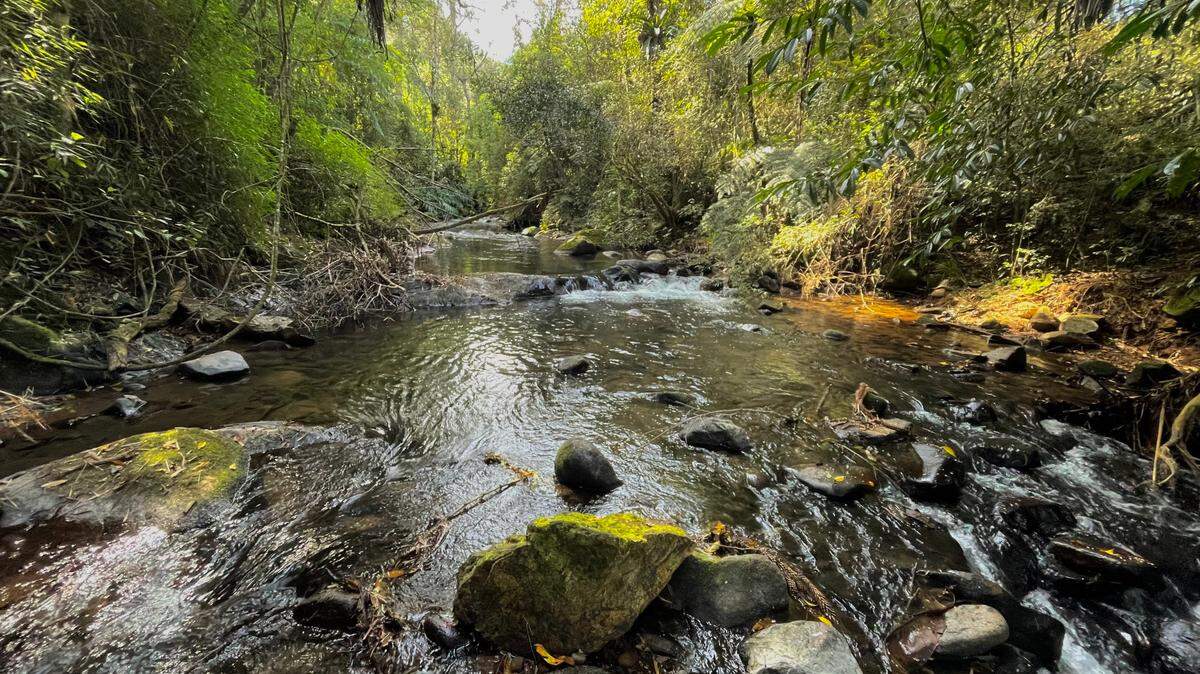 Scientists found an “armored” creature with “copper”-colored teeth in mountain rivers of Brazil and discovered a new species, a study said.