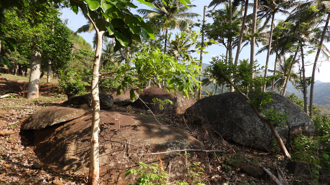 Scientists found a “beautiful” and “dwarf”-like animal at resort in Tamil Nadu and discovered a new species, a study said.