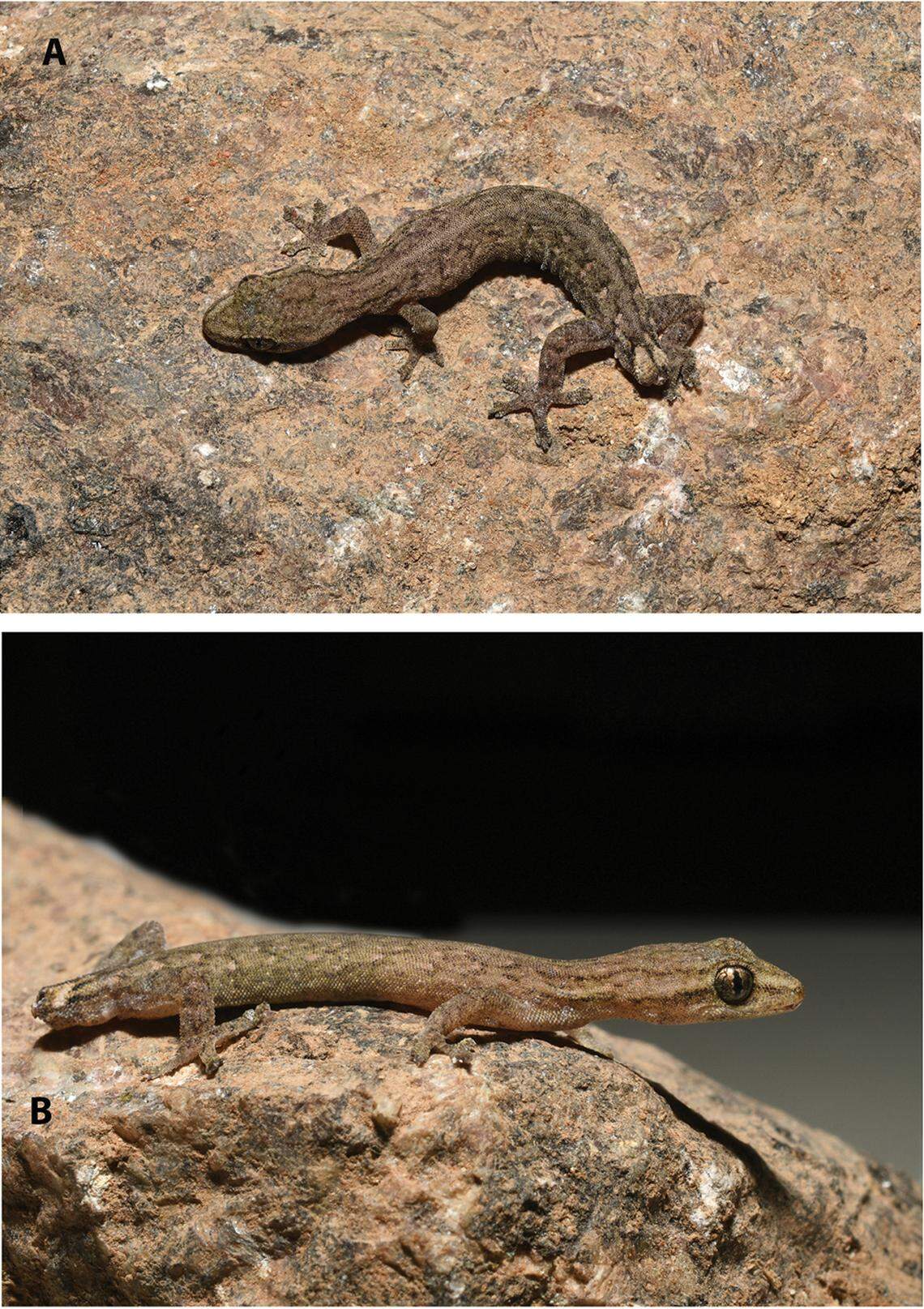Two views of a Hemiphyllodactylus venkatadri, or Venkatadri slender gecko.