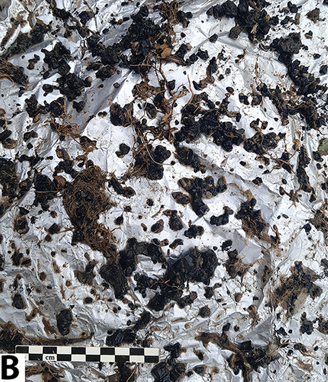 Some charcoal found at Soii Havzak.