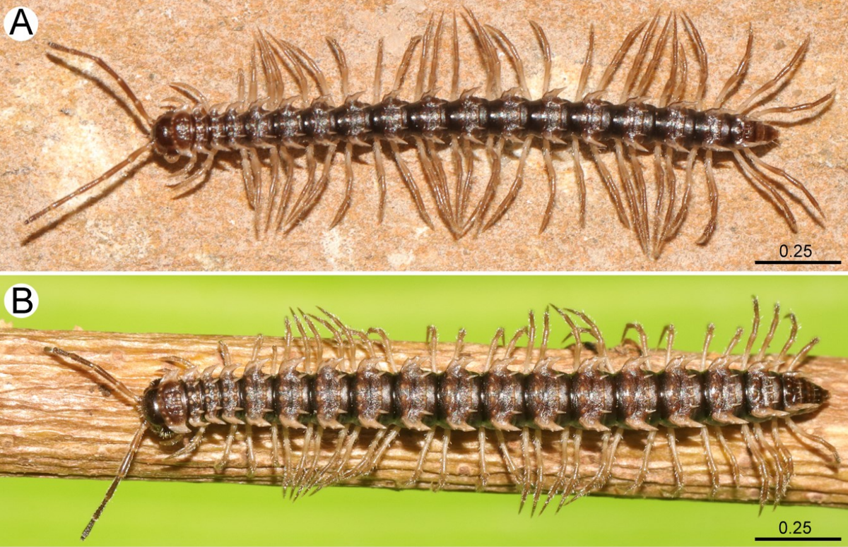 Two Desmoxytes chaofa, or princess dragon millipedes.