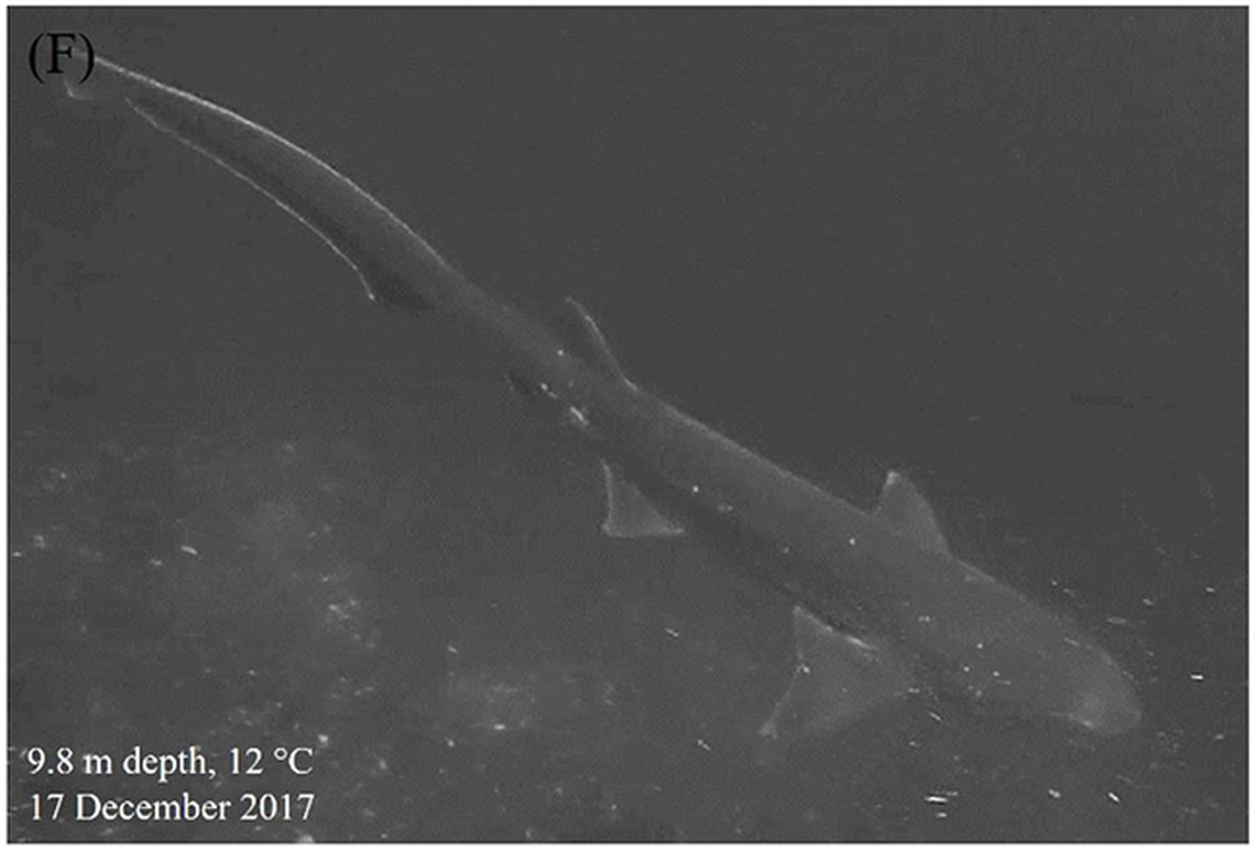 A broadnose sevengill shark, or Notorynchus cepedianus, seen by divers in Comau Fjord.