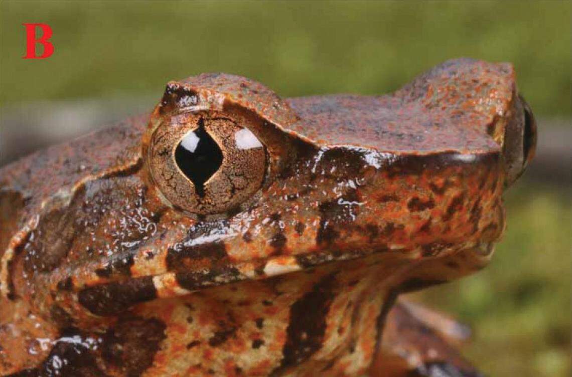 The head of a Xenophrys tongbiguanensis, or Tongbiguan horned toad.