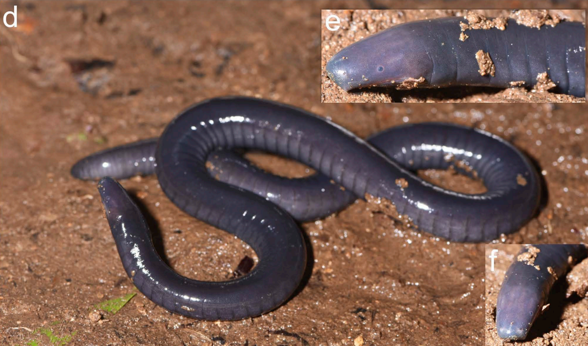 A Caecilia truncata, or truncated caecilian.